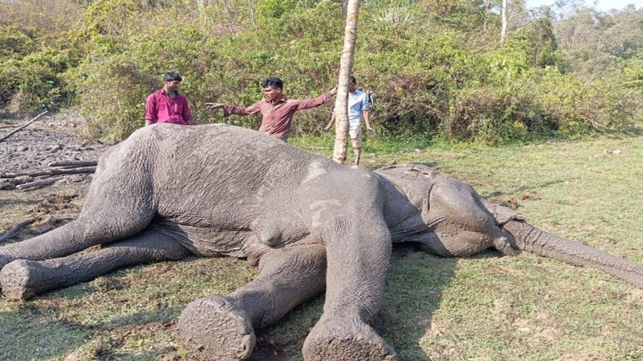 বাঁশখালীতে ৯ ঘণ্টা চেষ্টার পর হাতি উদ্ধার
