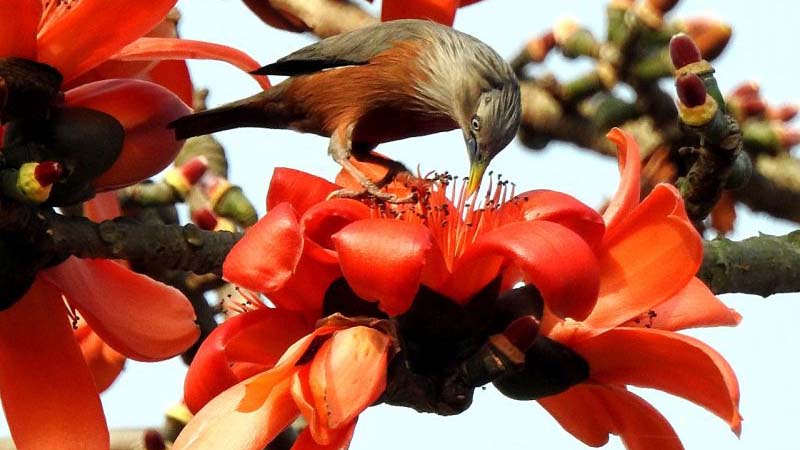 গণঅভ্যুত্থানের লালে এসেছে পহেলা ফাগুন
