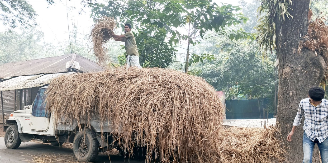 ফরিদগঞ্জে গো-খাদ্যের তীব্র সংকট, বিপাকে খামারিরা