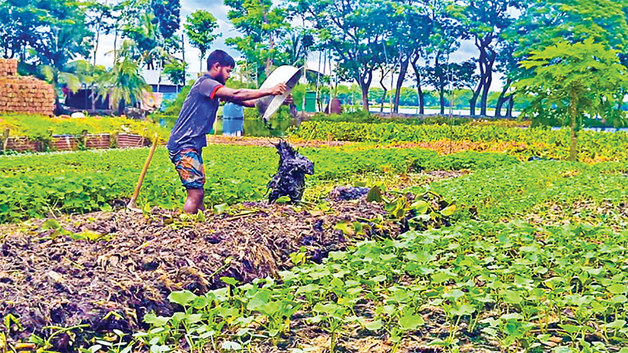 ফরিদগঞ্জে কচুরিপানা এখন আয়ের উৎস
