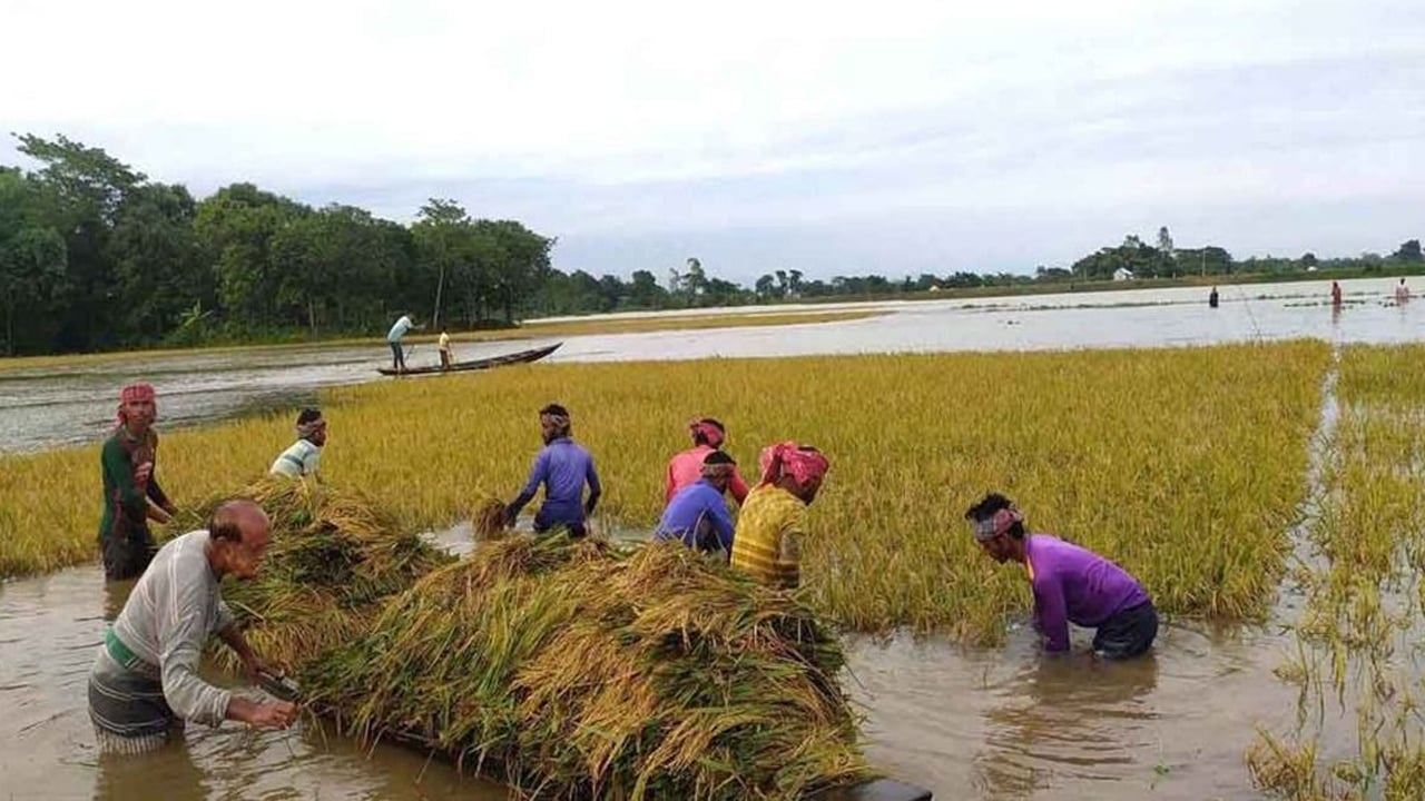 দুর্যোগ মোকাবিলায় আগাম প্রস্তুতি না থাকায় ক্ষতিগ্রস্ত হাওরের কৃষক