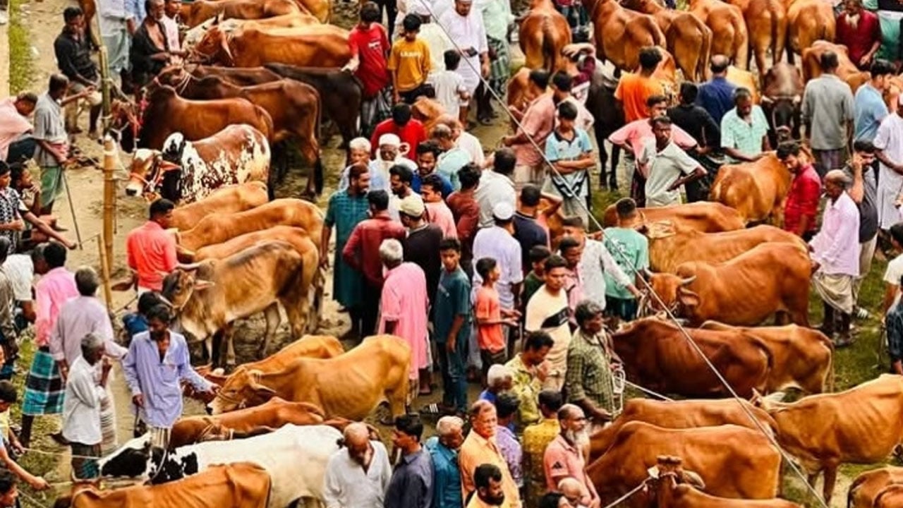 ফেনীতে মাঝারি গরুর চাহিদা বেশি, চলছে ধুম বেচাকেনা