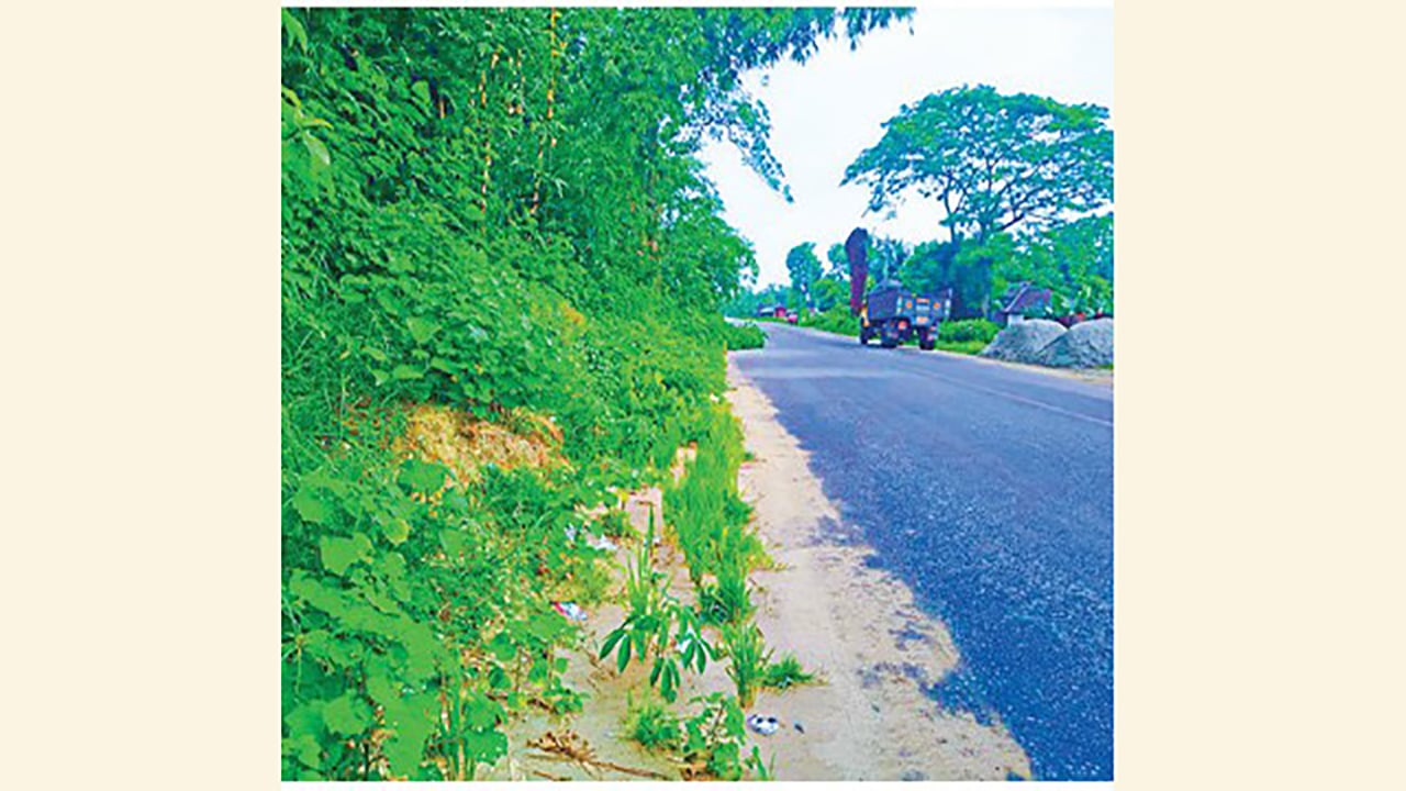 ছাগলনাইয়ায় আগাছা-ঝোপঝাড়ের দখলে সড়ক, বাড়ছে দুর্ঘটনার ঝুঁকি