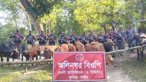 ফেনীতে সীমান্তে অর্ধশত ভারতীয় গরু ও দেড় শতাধিক মদের বোতল জব্দ 