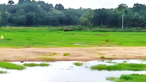 ফেনী সীমান্তে বিএসএফের গুলিতে বাংলাদেশি কৃষক গুলিবিদ্ধ