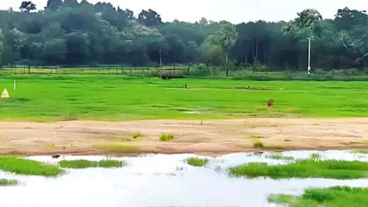 ফেনী সীমান্তে বিএসএফের গুলিতে বাংলাদেশি কৃষক গুলিবিদ্ধ