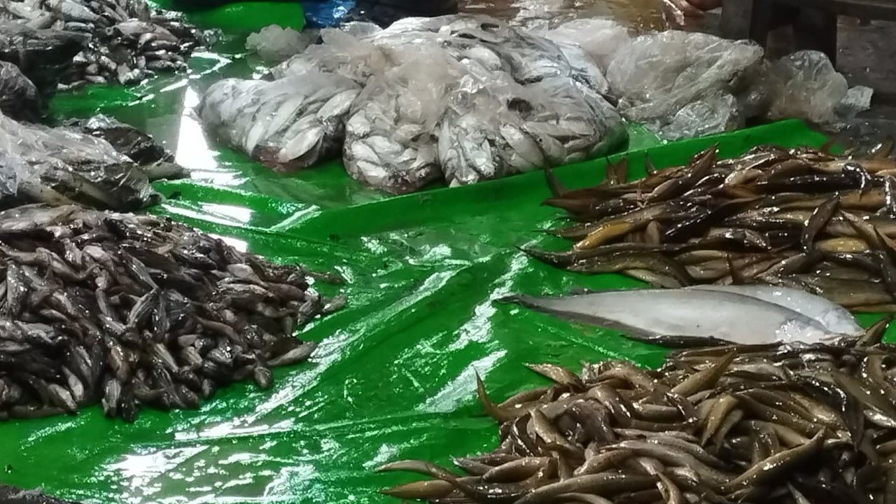 নেত্রকোনার হাওরে কমছে দেশীয় মাছ, বিলুপ্তির পথে বহু প্রজাতি