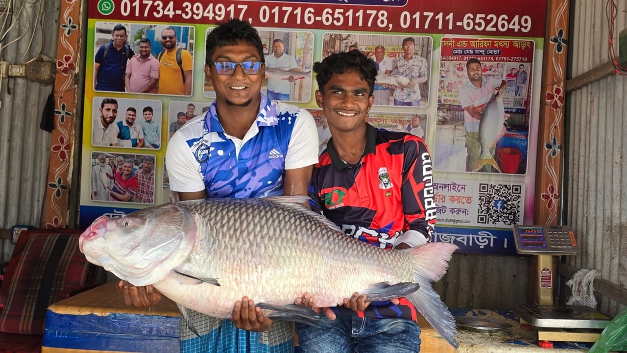 পদ্মার ২২ কেজি কাতলের দাম ৪০ হাজার টাকা