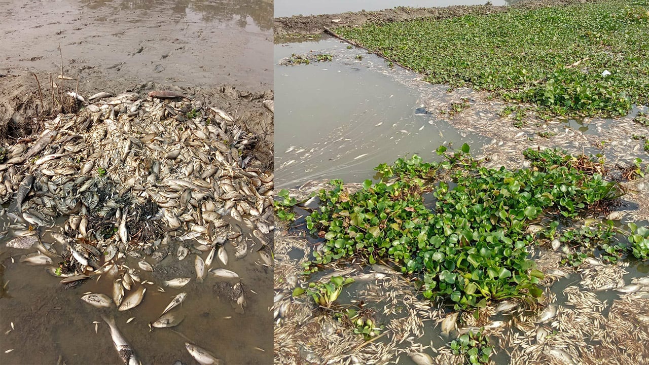 রামগঞ্জে পুকুরে বিষ দিয়ে মাছ নিধন