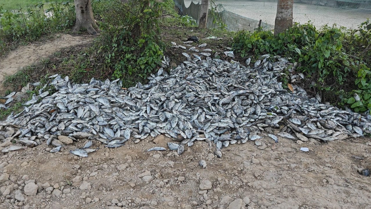 ‎পরশুরামে পুকুরে কীটনাশক দিয়ে ১০ টন  মাছ নিধন