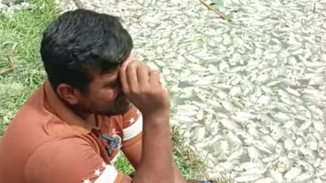 কুলিয়ারচরে পুকুরে বিষ ঢেলে মাছ নিধনের অভিযোগ