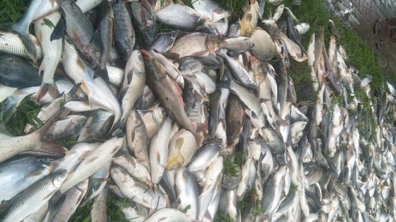 মিরসরাইয়ে দিঘিতে বিষ ঢেলে ২৫ লাখ টাকার মাছ নিধন