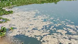 পুকুরে বিষ দিয়ে ৫ লাখ টাকার মাছ নিধন