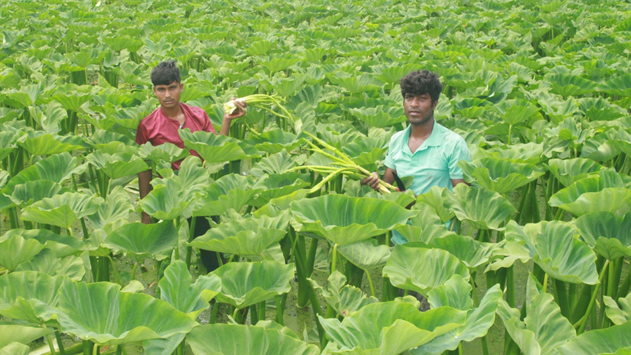 সাথী ফসলে সফল উদ্যোক্তা লাজু পথ দেখাচ্ছেন অন্যদেরও