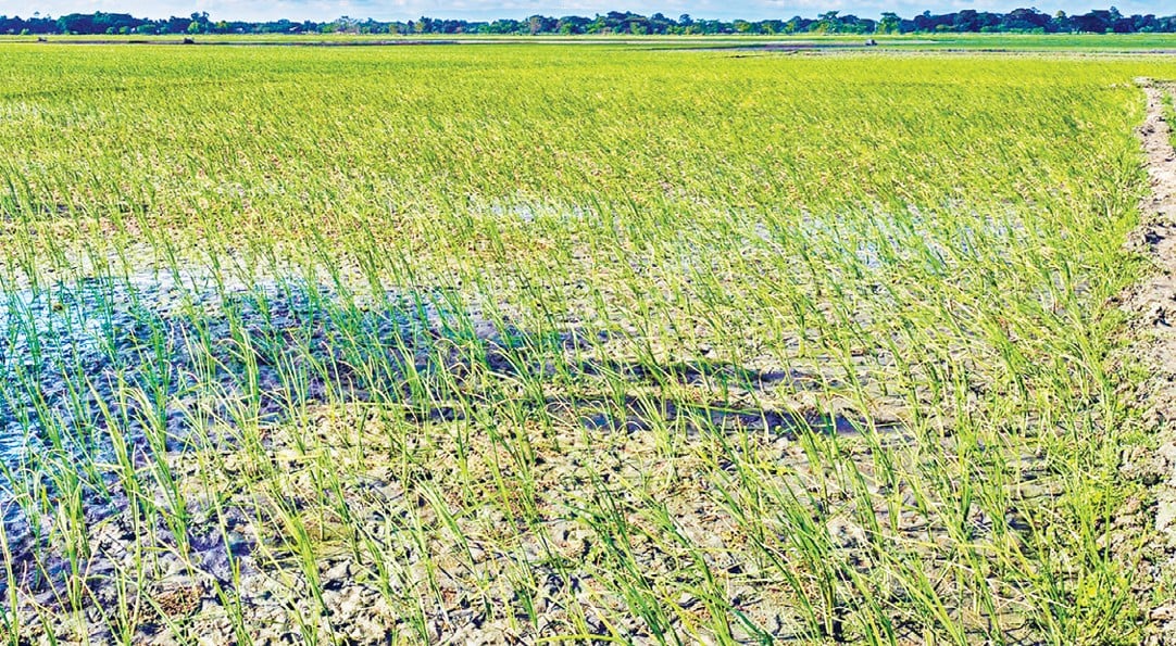 ফুলপুরে খরায় আমন চাষ ব্যাহত উৎপাদন নিয়ে শঙ্কিত কৃষকরা