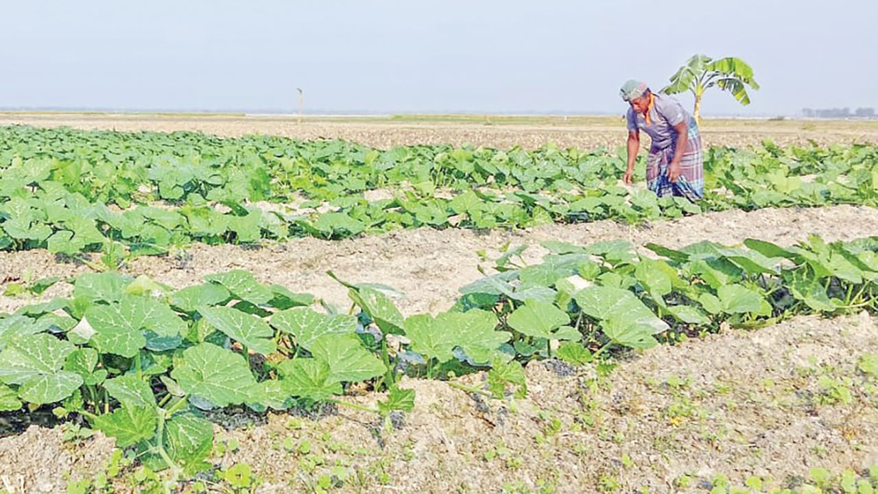 তিস্তার চরে আগাম মিষ্টিকুমড়া চাষ