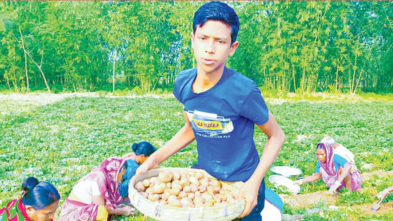 গঙ্গাচড়ায় আগাম আলু চাষে ঘুরে দাঁড়ানোর চেষ্টা কৃষকের