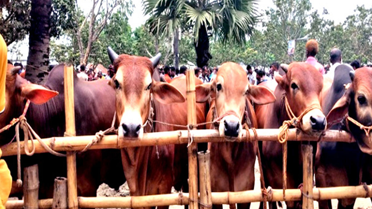 ঘোড়াঘাটে প্রস্তুত ১৭ হাজার পশু