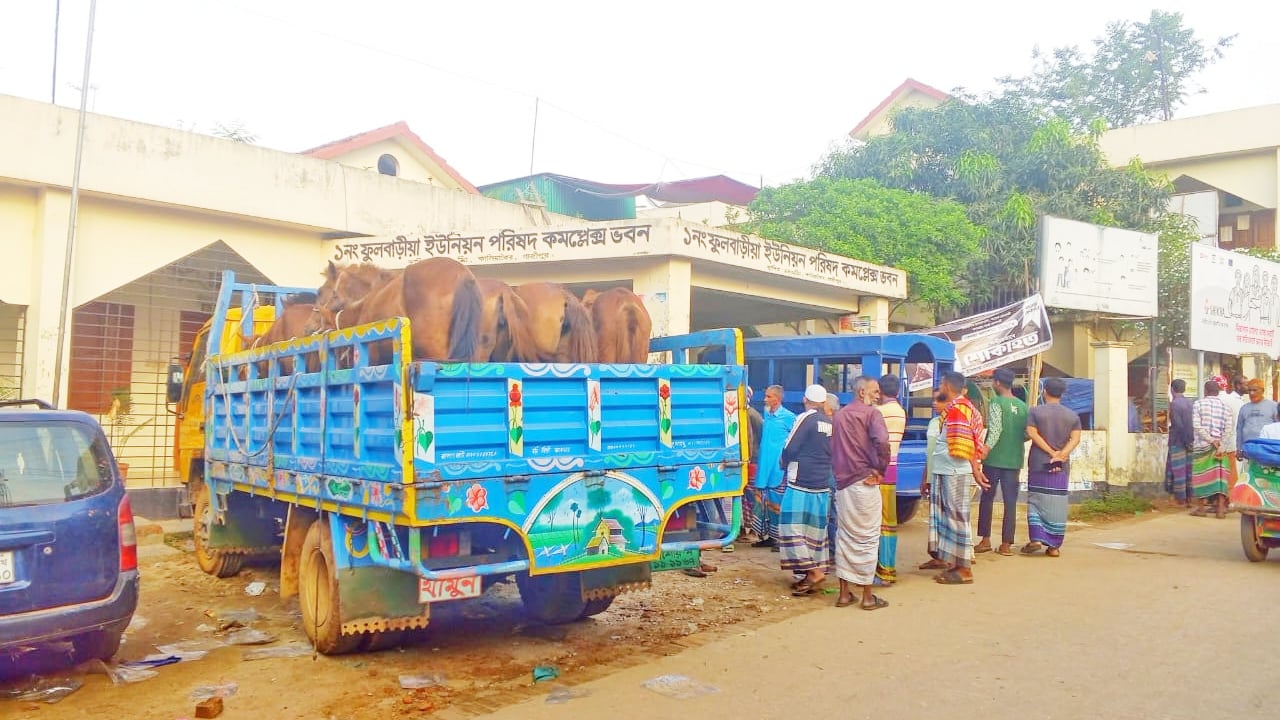 মাংস বিক্রির উদ্দেশ্যে জবাই করার প্রস্তুতি, ৯ ঘোড়াসহ আটক ৫
