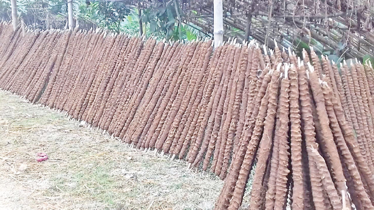 গোবরের লাকড়ি এখন আয়ের উৎস