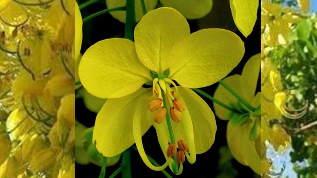 সোনালু গ্রীষ্মের সোনাঝরা সৌন্দর্য