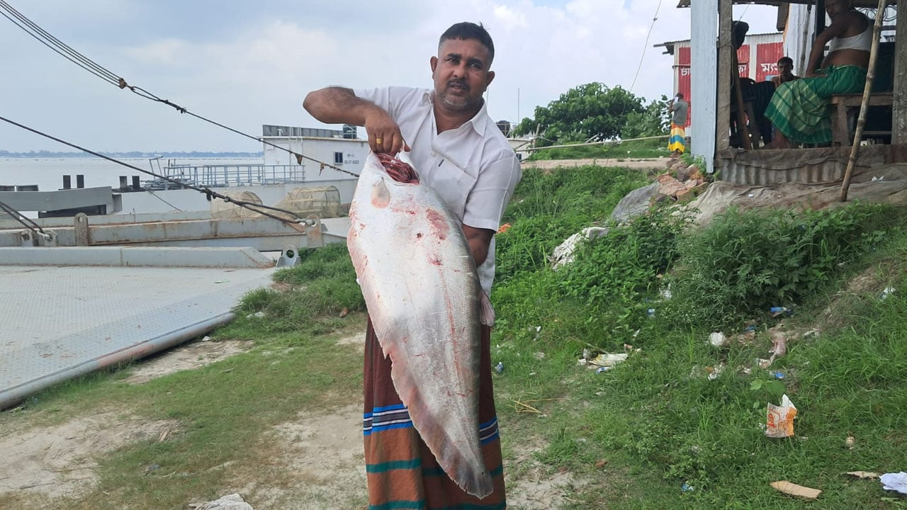 পদ্মার ১০ কেজির চিতল ১৪ হাজারে বিক্রি