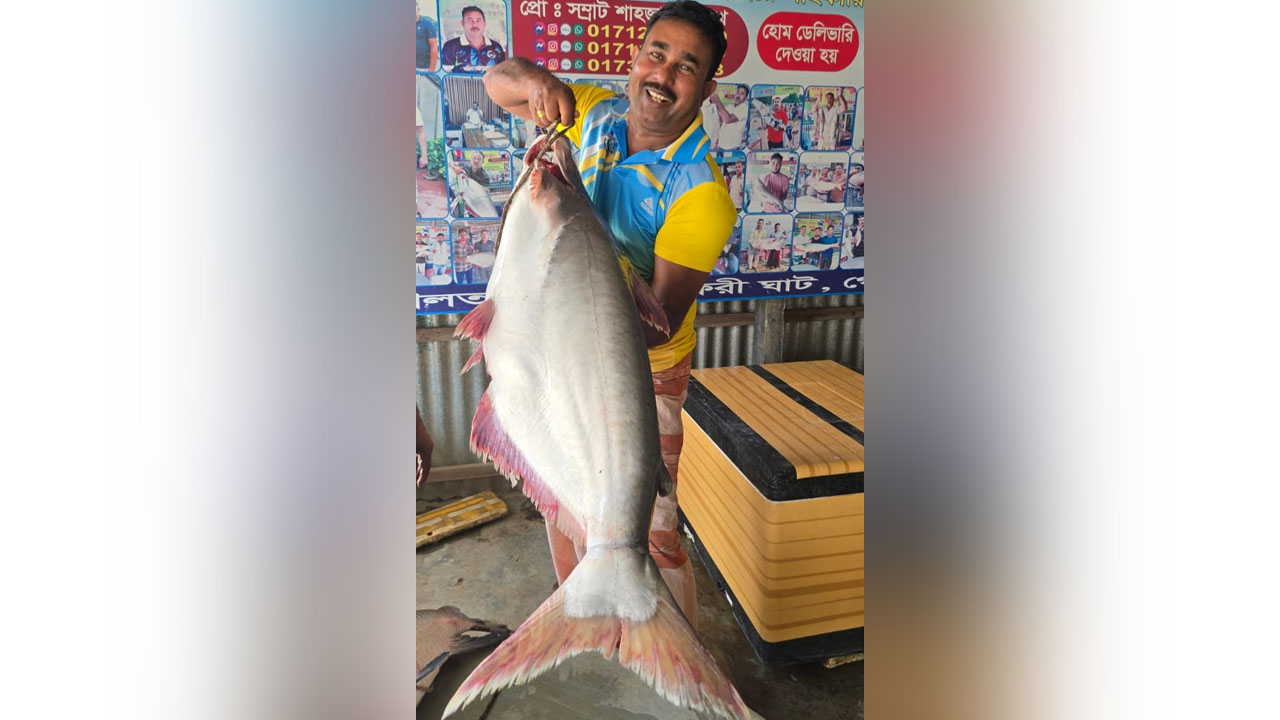 পদ্মার ২৬ কেজির পাঙাশ অর্ধলাখ টাকায় বিক্রি