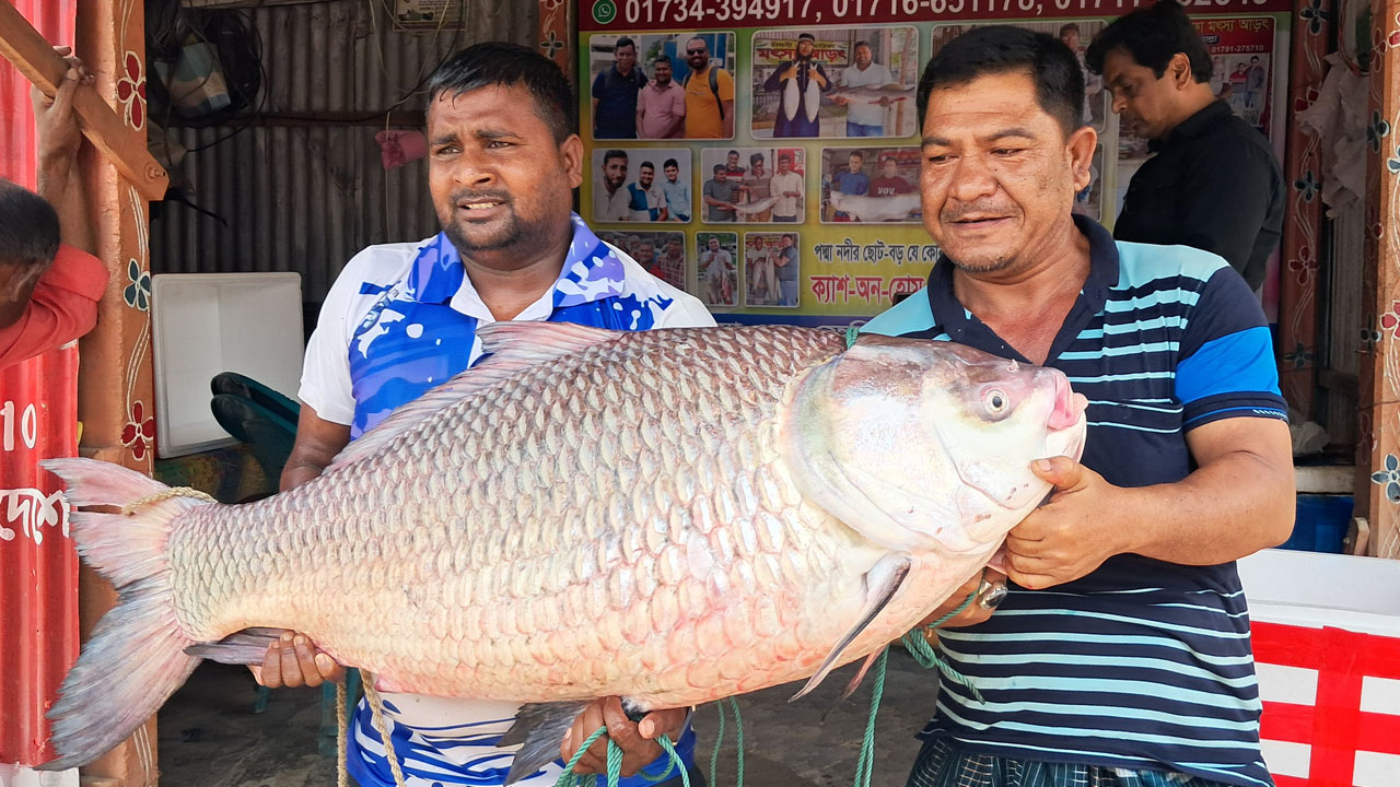 পদ্মার ২৮ কেজির কাতল ৫৩ হাজার টাকায় বিক্রি