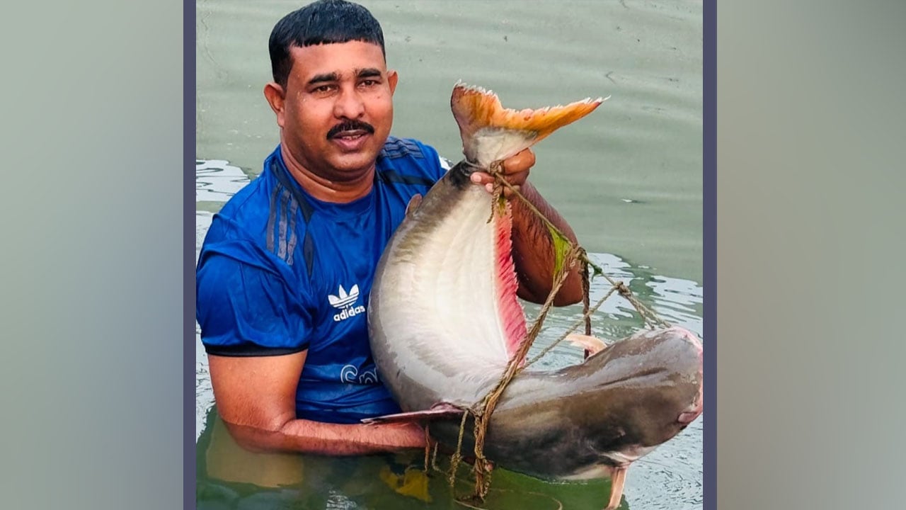 পদ্মার এক পাঙাশ ৩৯ হাজার ৬০০ টাকায় বিক্রি