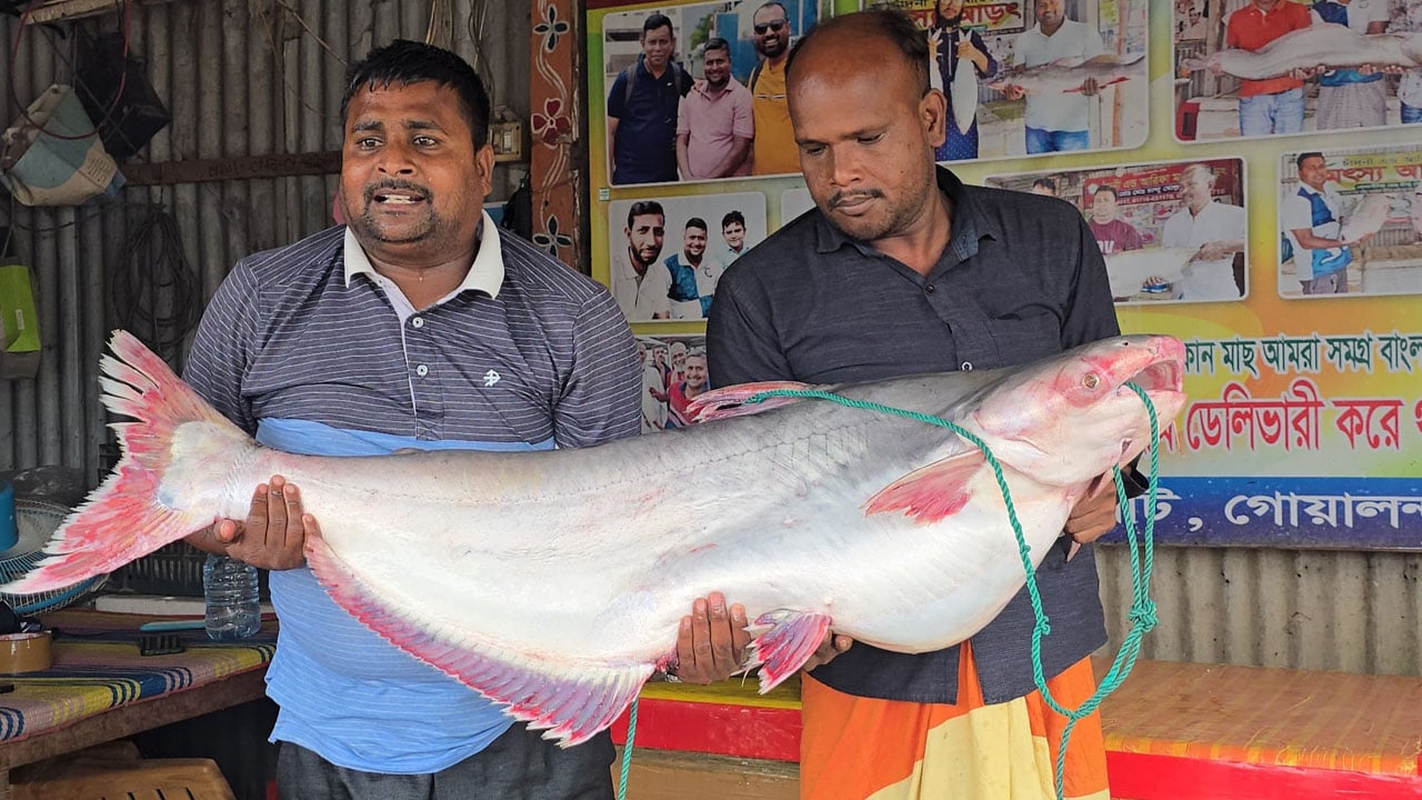 পদ্মার ২৫ কেজির পাঙাশ ৭১ হাজার টাকায় বিক্রি