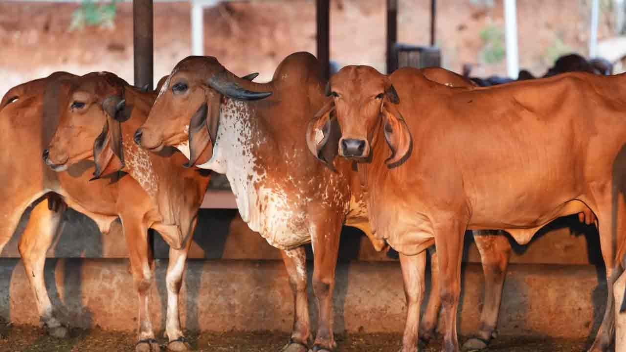 প্রকাশ্যে পশু জবাইয়ে নিষেধাজ্ঞা বহাল রাখল কলকাতা হাইকোর্ট