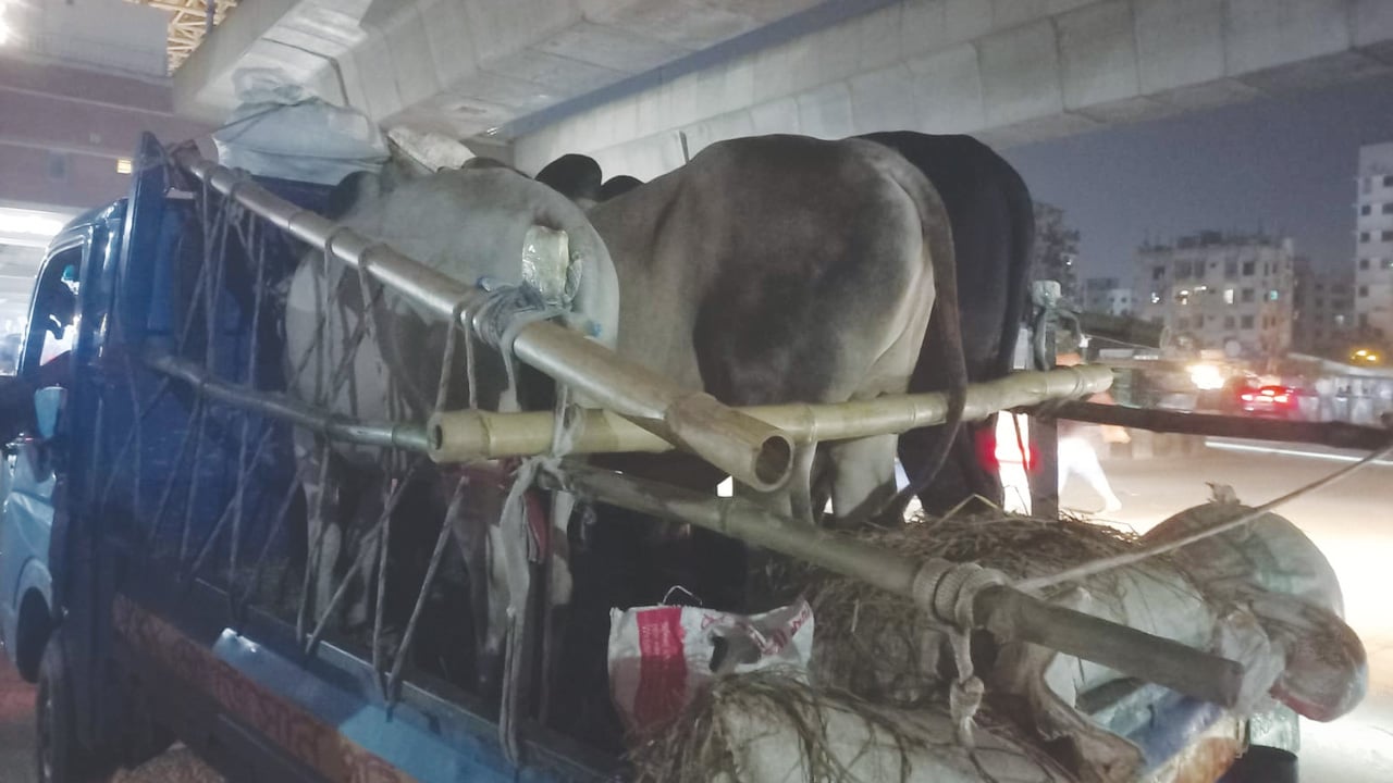দাম না পেয়ে লোকসানে খামারিরা, অবিক্রীত পশু নিয়ে ফিরছেন অনেকে