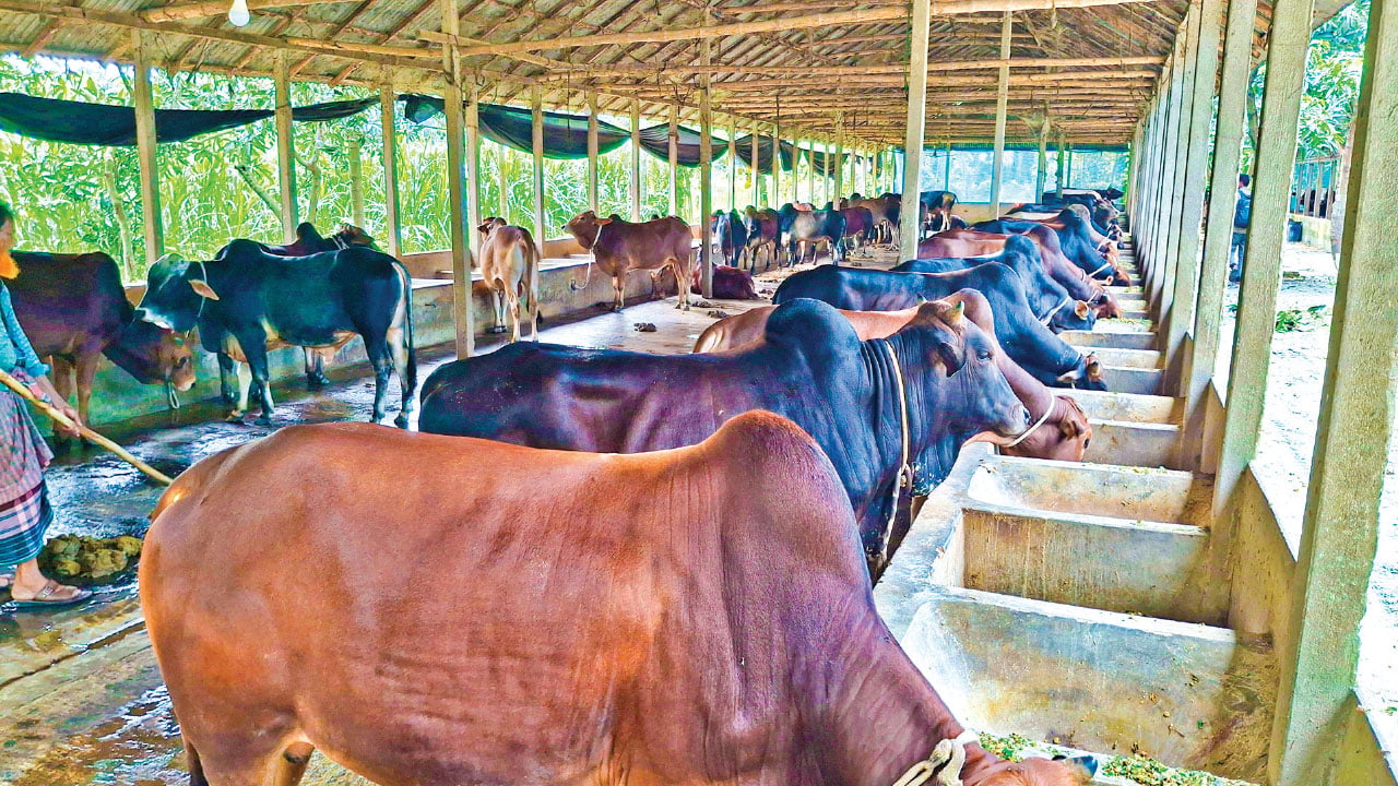 ব্যাংক ঋণ নিয়ে খামার, কাঙ্ক্ষিত দাম নিয়ে দুশ্চিন্তায় ব্যবসায়ীরা