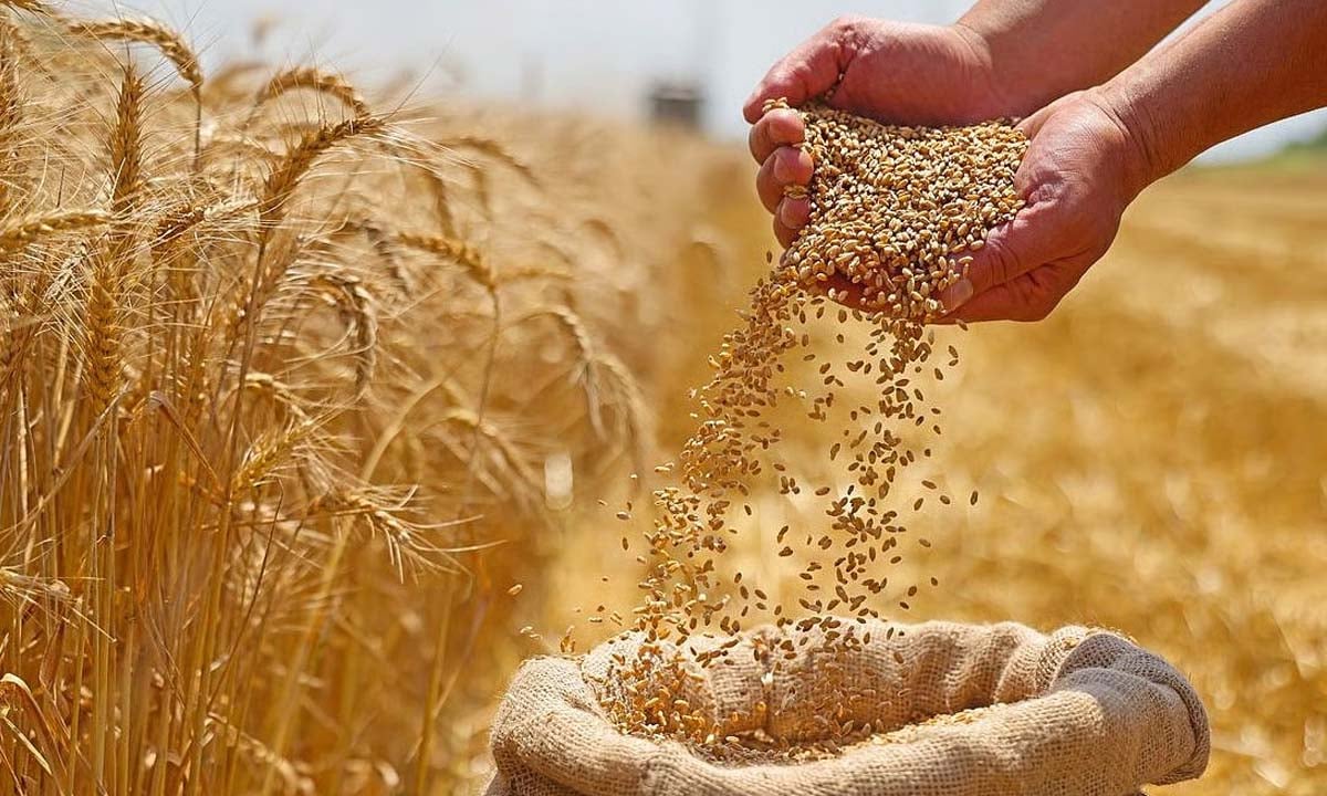 চার বছর পর গম রপ্তানি নিষেধাজ্ঞা প্রত্যাহার করল ভারত