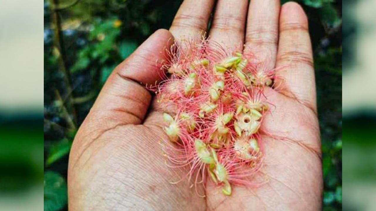গযড