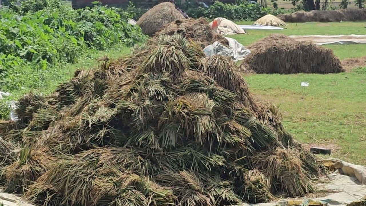 হবিগঞ্জে ফসলের ক্ষতি ৩৪০ কোটি টাকা