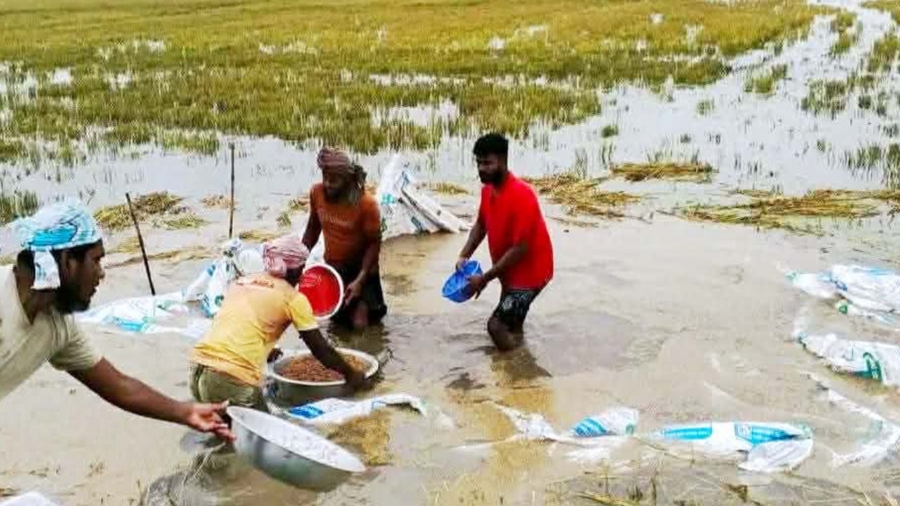 হবিগঞ্জে তলিয়ে গেছে ১১ হাজার হেক্টর ধানের জমি