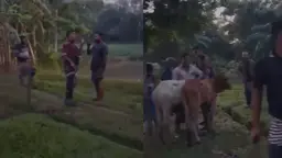 ভারতীয় গরু ছিনিয়ে নিতে বিজিবি সদস্যের ওপর হামলা, গুলিতে ইজারাদারের মৃত্যু 
