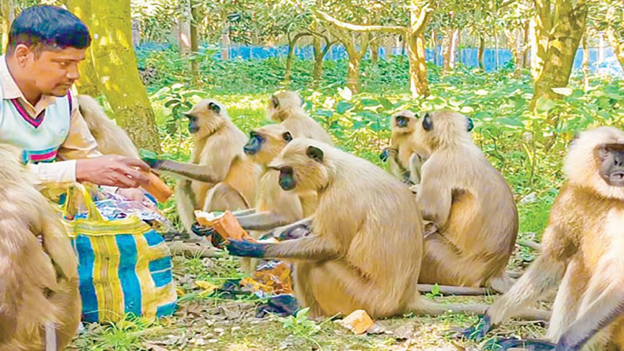 খাদ্য সংকটে  হারিয়ে যাচ্ছে কালোমুখো হনুমান