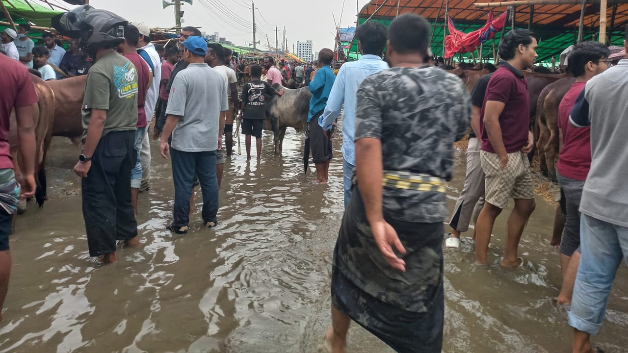 পশুর হাটে কাদা-পানিতে নাজেহাল ক্রেতা-বিক্রেতা