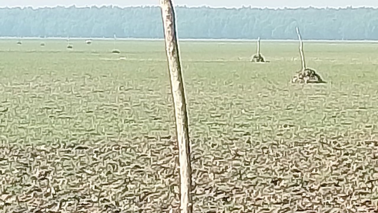 দখল হয়ে যাচ্ছে হাতিয়ায় জেগে ওঠা চর