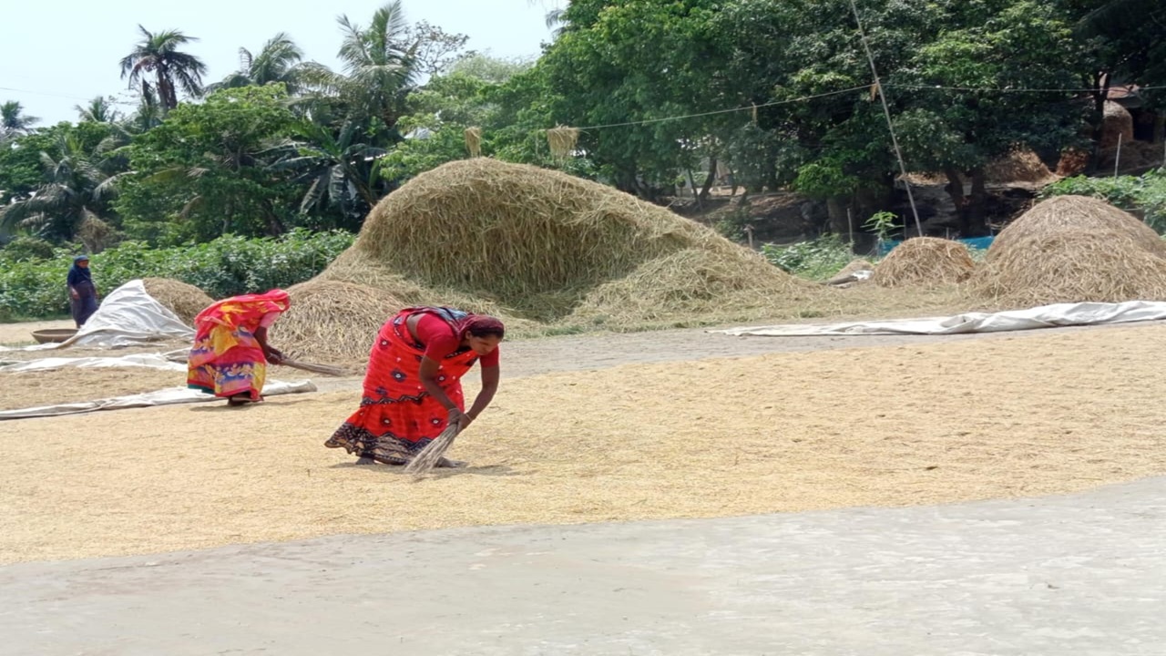 হাওরে উগারভরা বৈশাখী ধান, শনির হাওরে আনন্দ আয়োজন