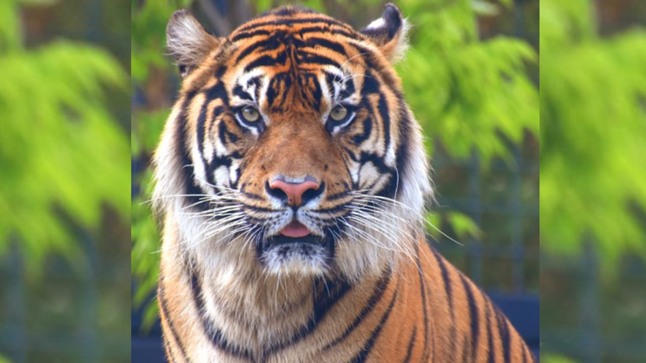 বাঘের গোঁফের রহস্য