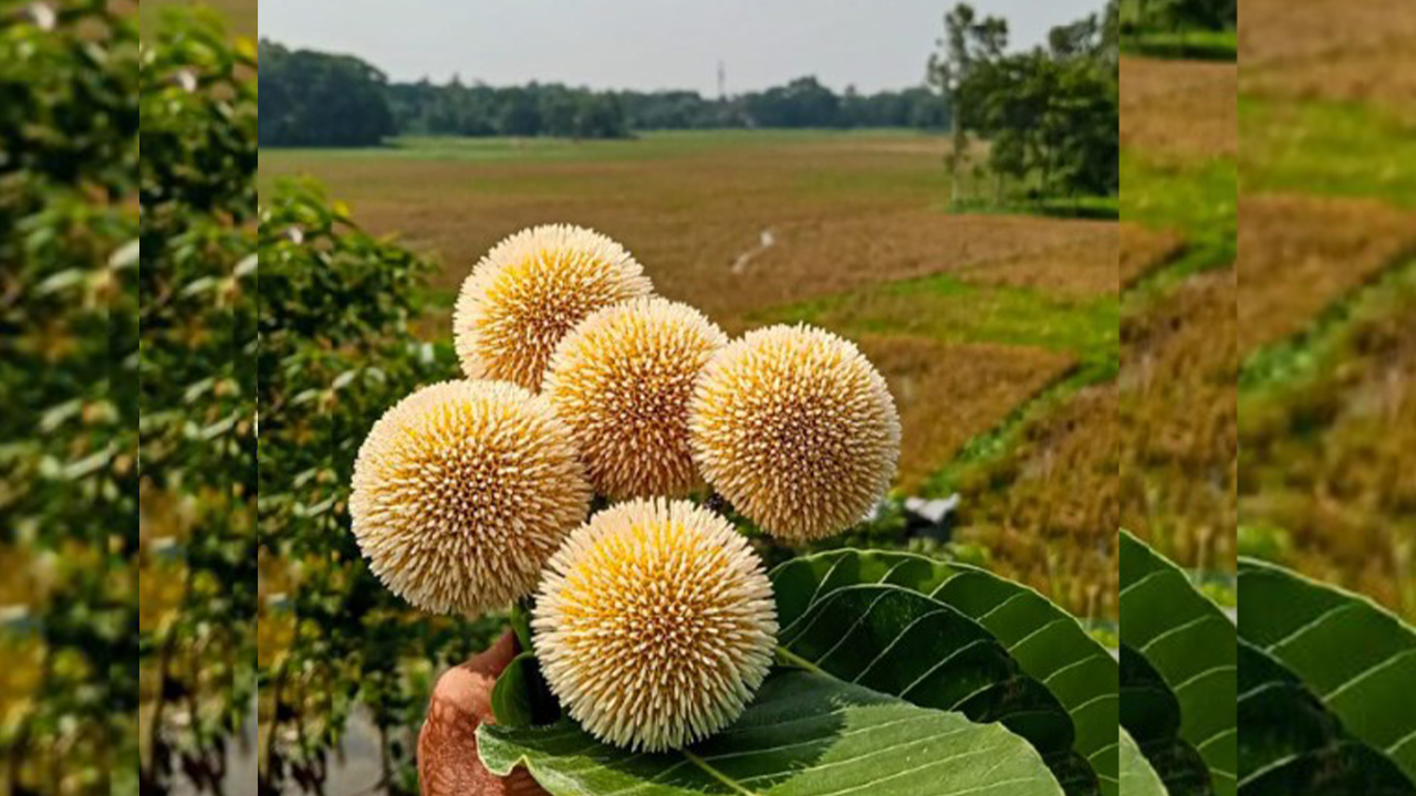 হজচট
