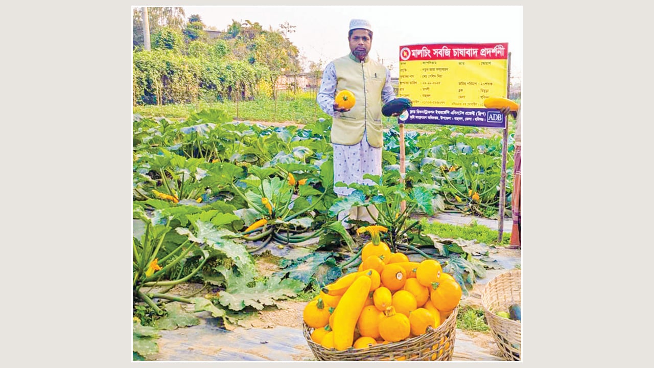 স্কোয়াশ চাষে সেলিম মিয়ার সফলতা