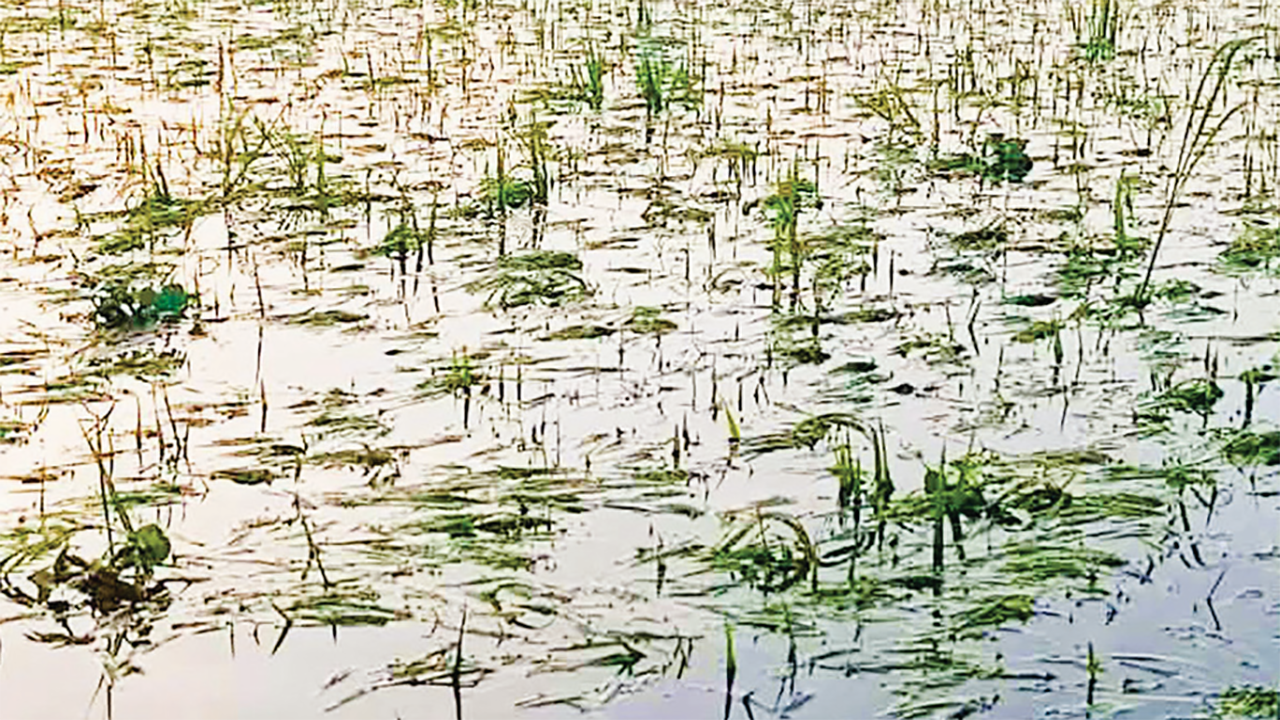 ক্রমাগত বর্ষণে হবিগঞ্জে পানির নিচে বোরো ধান