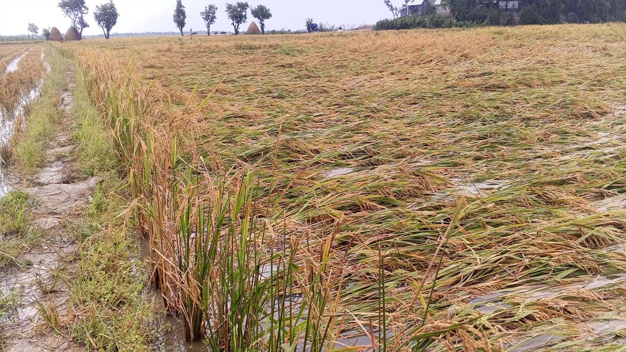 শ্রমিক সংকটে ধর্মপাশায় পাকা ধান নিয়ে বিপাকে কৃষক