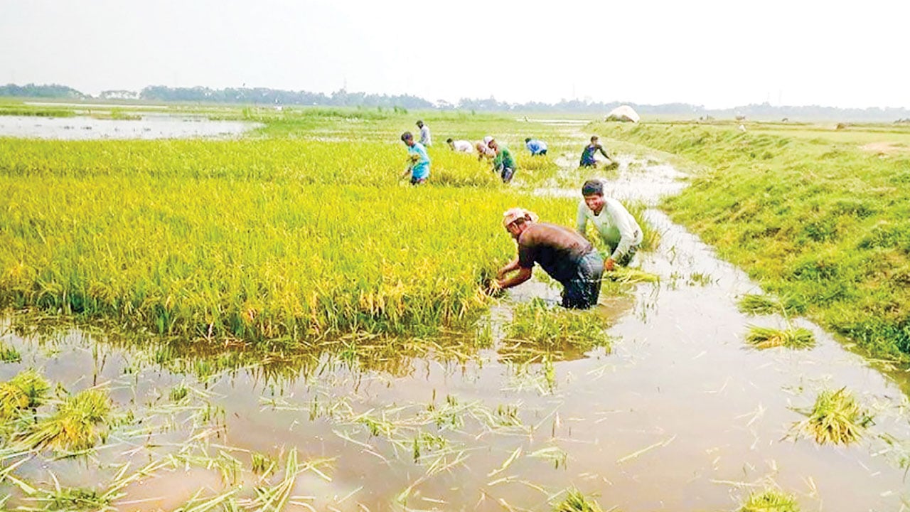 হাওরের হাহাকার