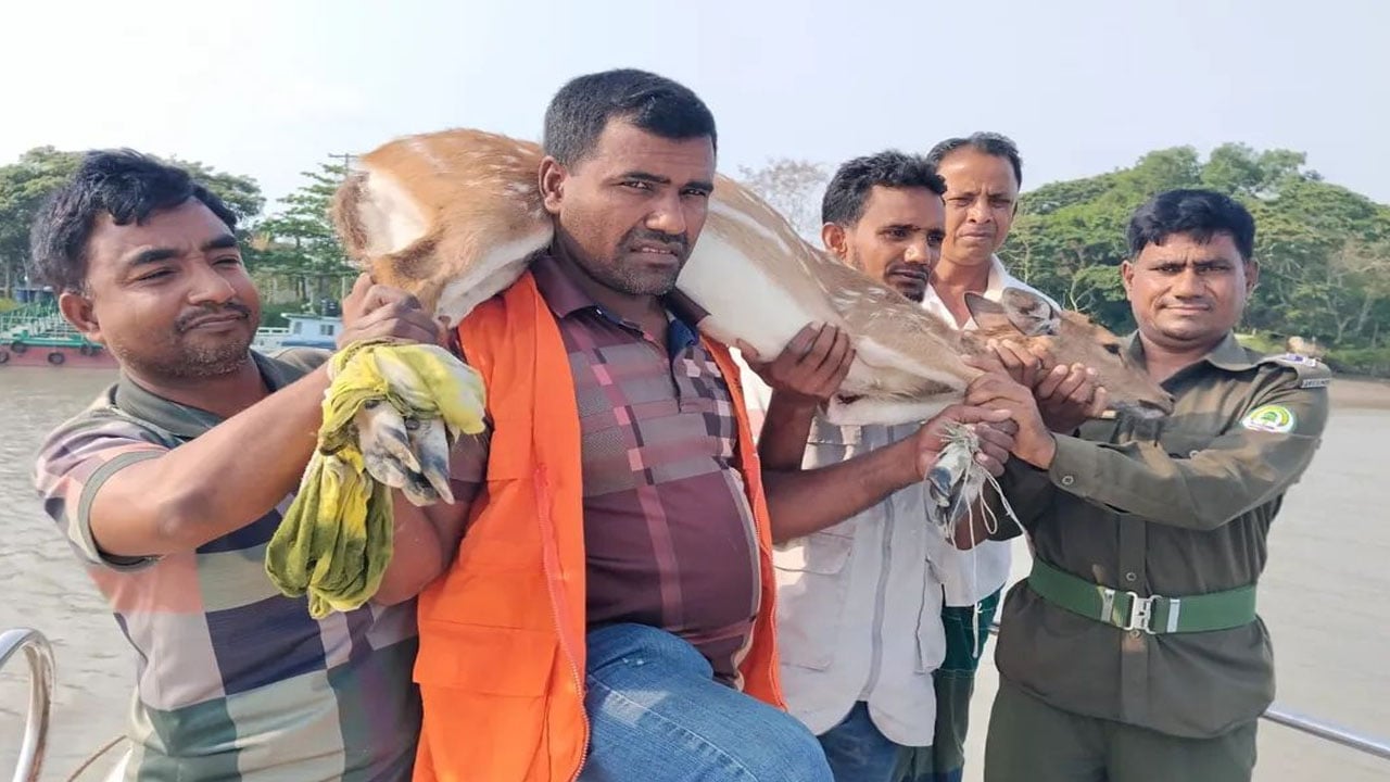 বাঘের তাড়া খেয়ে লোকালয়ে হরিণ, সুন্দরবনে অবমুক্ত