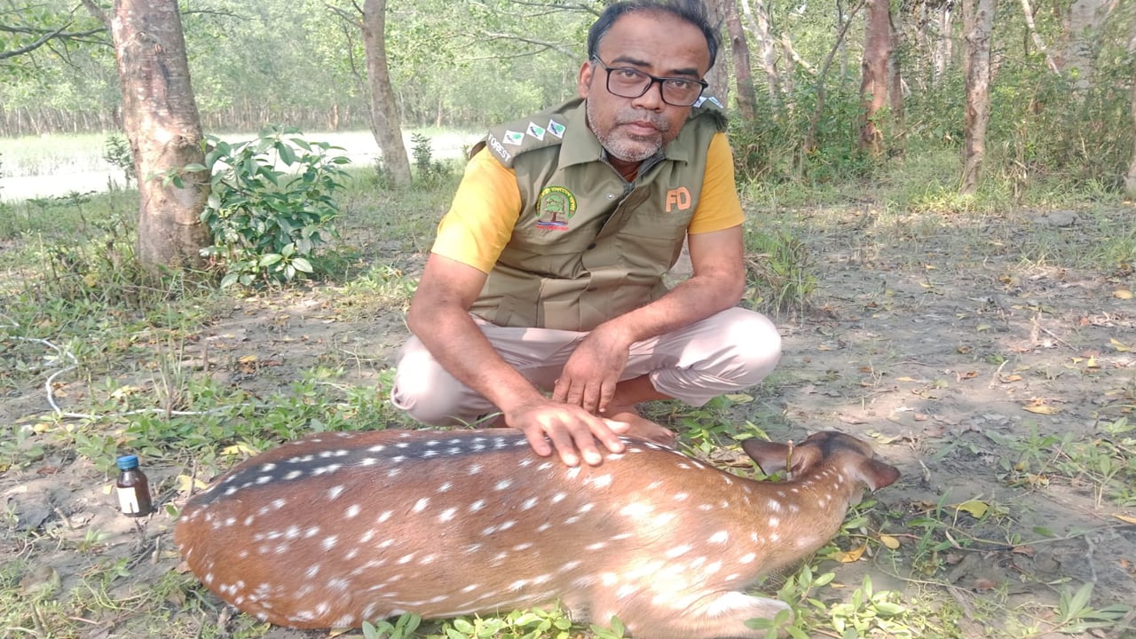 শিকারিদের কাছে থেকে হরিণ উদ্ধার, সুন্দরবনে অবমুক্ত